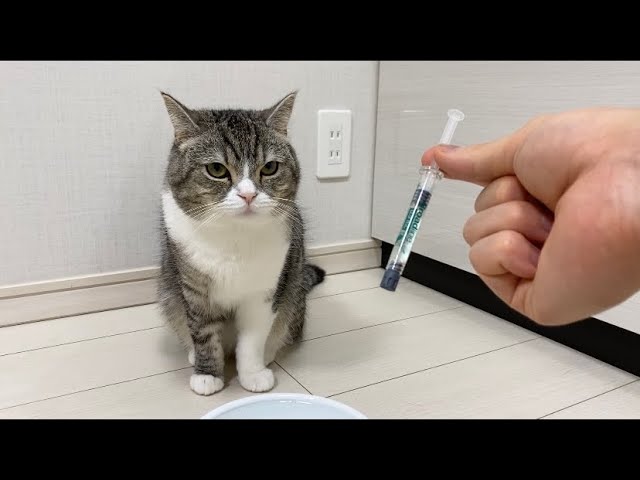 おやつだと思ったら大嫌いな注射が出てきたときの猫がかわいすぎたw