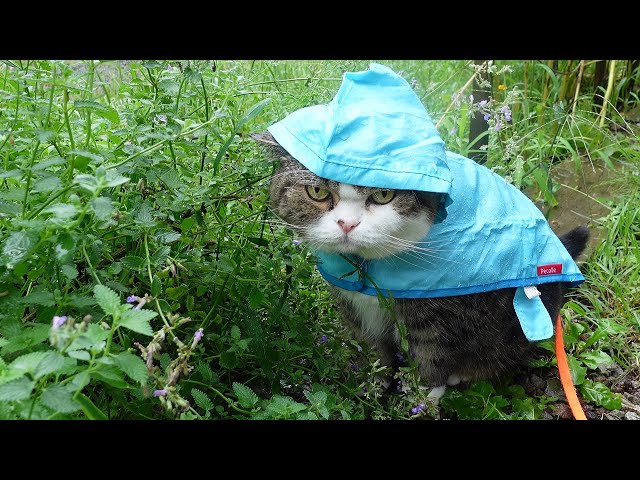 雨の日にカッパを着てお散歩するねこ。-Maru takes a walk in a raincoat.-