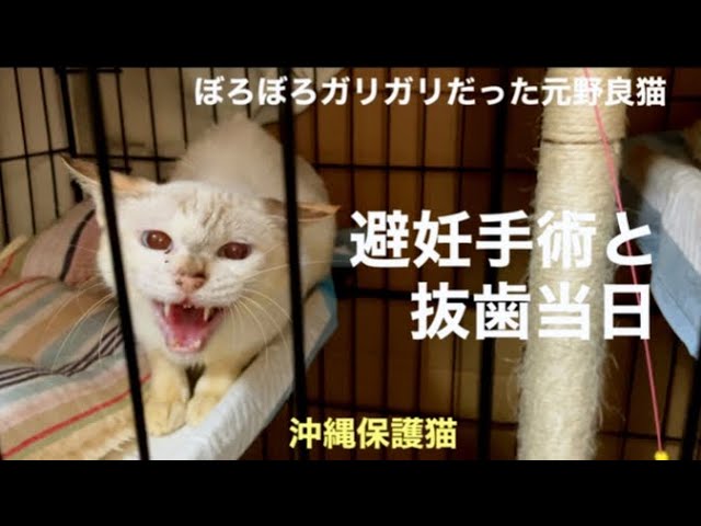 [沖縄保護猫]#10 ぼろぼろガリガリだった元野良猫ディノ、避妊手術、当日。事前検査の結果。抜歯も。TNRが目的ではないので耳はカットしていません。