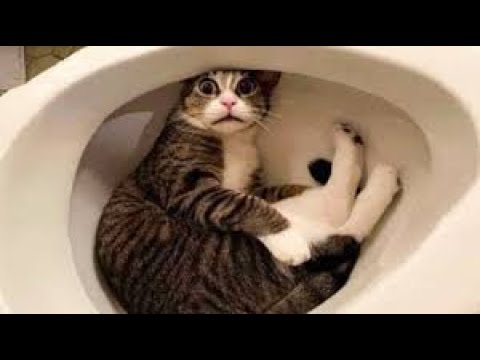 【面白い動画】最高におもしろ 猫のハプニング, 失敗動画集・かわいい猫 #5