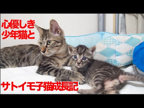 ばかまじめ次男坊猫、サトイモ子猫の面倒を見る My second cat’s kitten care