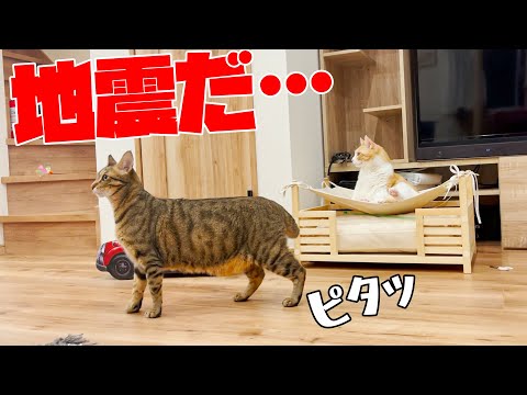 突然の地震に動きがピタッと止まる猫たち