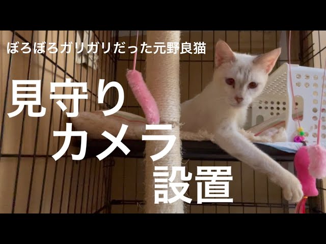 [沖縄保護猫]#18 ぼろぼろガリガリだった元野良猫ディノ、お部屋移動前に見守りカメラ設置、試運転。
