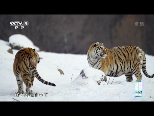 《“大猫”回家》野化后的东北虎有多凶猛？ 经过训练 它们能成功地重回森林吗？【CCTV纪录】
