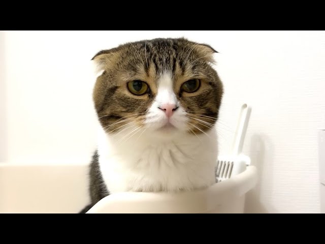 トイレ中はサムライの顔になっちゃう猫