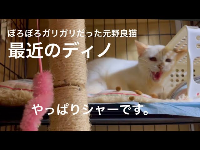 [沖縄保護猫]#14 ぼろぼろガリガリだった元野良猫ディノ、やっぱりシャーシャー最近の様子。11:19〜映えない先住猫たち。