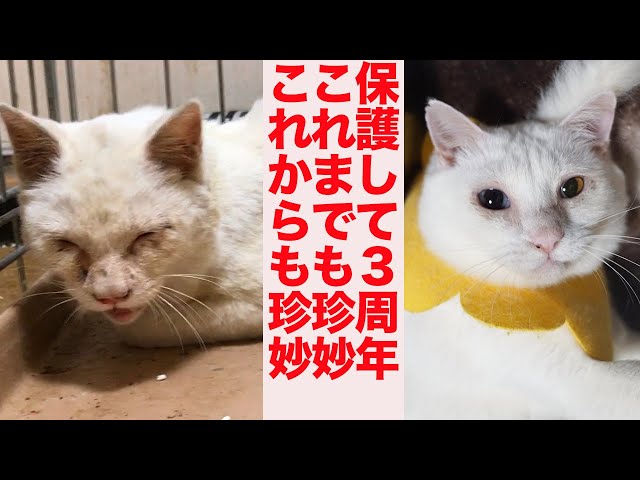 衰弱したオッドアイの保護猫、珍妙の主役で3周年 The odd-eye rescued cat ‘Xaolin’ 3rd anniversary