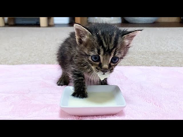 初めてお皿からミルクを飲む赤ちゃん猫