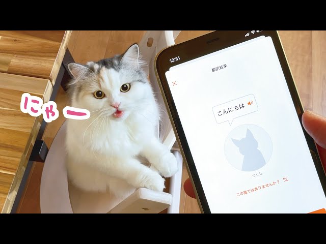 しゃべる猫に猫語翻訳アプリを使った結果…【おしゃべりする猫】