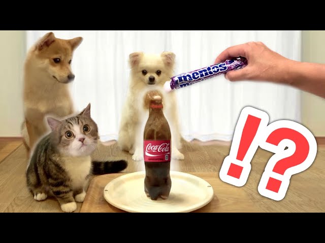【犬と猫に初めてメントスコーラを見せてみた結果⁉️】驚きっぷりが…笑🤣 柴犬と子猫の反応は？ドッキリ！Dogs and Cats Surprised at Mentos Cola.