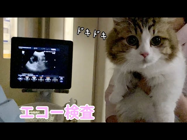 【妊娠】初めてのエコー検査でママと赤ちゃん猫が初対面！