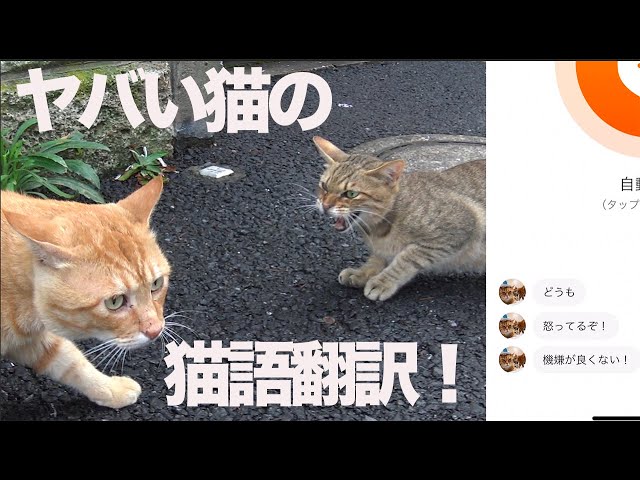 病院が騒然!?ヤバい猫の猫語翻訳に挑む The ex-boss cat and ‎’MeowTalk Cat Translator’