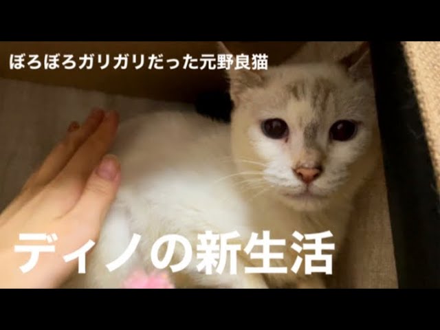 [沖縄保護猫]#21 ぼろぼろガリガリだった元野良猫ディノ、新生活スタート。ついにケージから卒業、見守りカメラ映像。