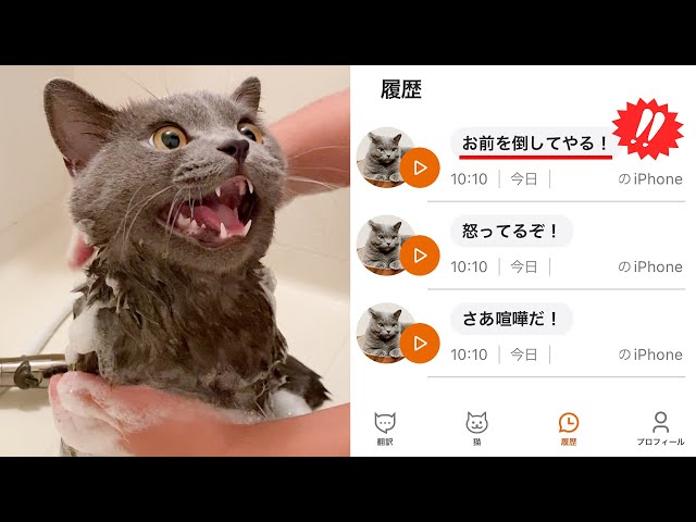 話題の猫語翻訳アプリを使ってみたら、猫の本音がヤバすぎた笑