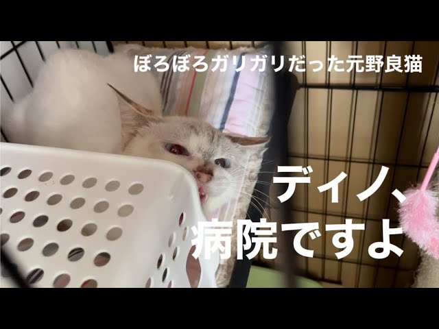 [沖縄保護猫]#20 ぼろぼろガリガリだった元野良猫ディノ、クロと一緒に通院。検査結果。