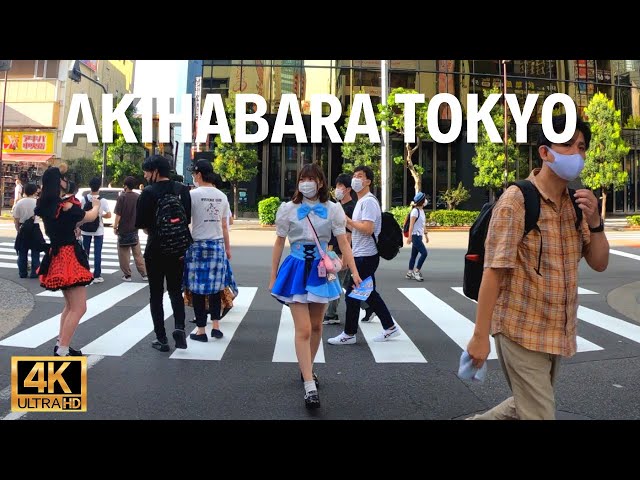 Tokyo’s anime town is filled with maid cafe girl. Akihabara［4K］