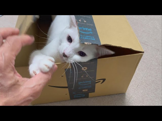 Amazonから白い凶暴な猫が送られてきました（笑）