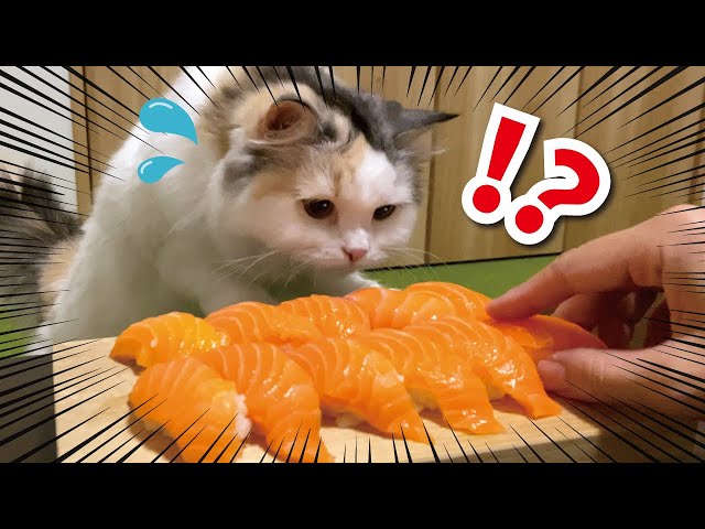サーモンの寿司に興奮して二本足で歩く猫がこちらです【おしゃべりする猫】