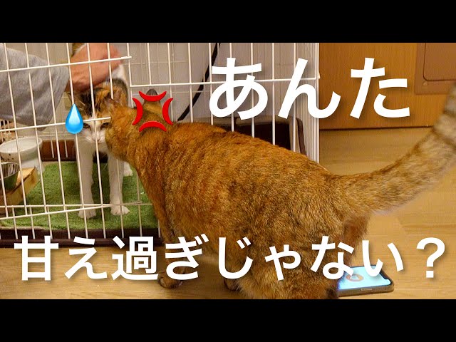 ついに…ヒステリック化する先輩猫｜5~6日目【保護猫活動】