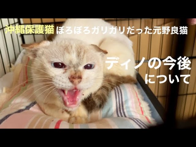 [沖縄保護猫]#15 ぼろぼろガリガリだった元野良猫ディノの今後についてご報告。