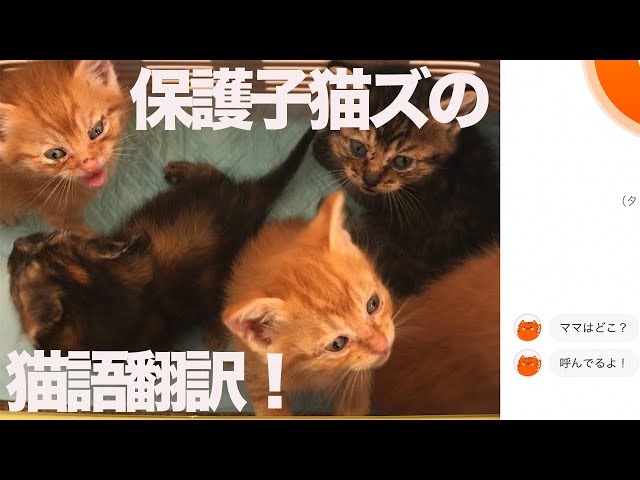 保護子猫たちのフィーバーの猫語翻訳に挑んでみた The rescued kittens and ‎’MeowTalk Cat Translator’