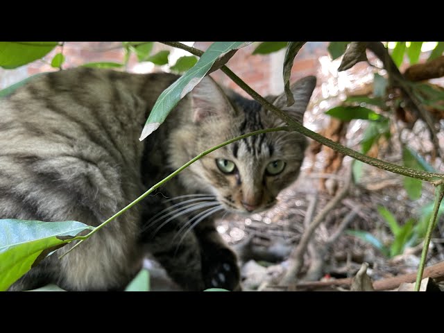 树林里住着一只猫，任摸任撸性格温顺，有食物就带着一群猫出来吃