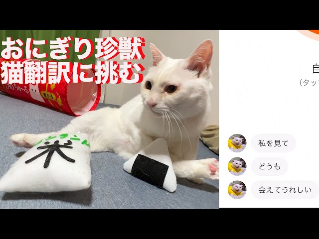 猫がへたくそ珍獣、猫語翻訳アプリに挑む My loudly odd-eye funny cat and ‎’MeowTalk Cat Translator’