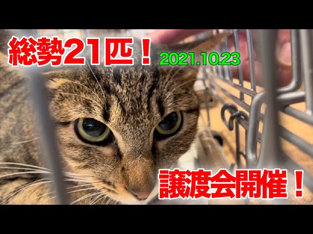 総勢21匹！譲渡会の様子【Japanese cat adoption event】