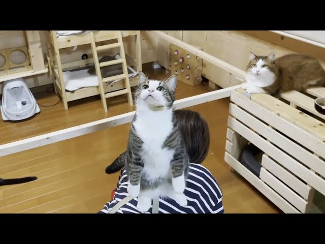 遠慮なくお母さんの背中を「ちょうどいい踏み台」にする猫