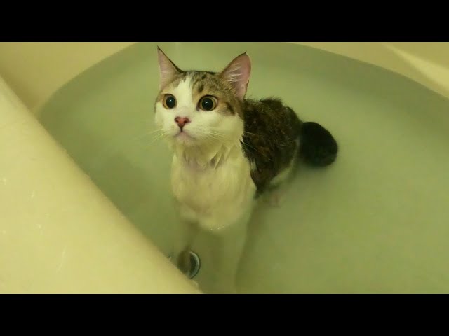 お風呂好きになった猫が誕生しました。
