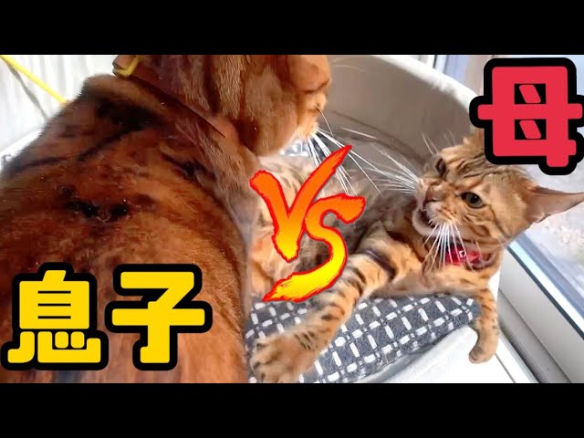【親子喧嘩】ボス母猫vs我儘イケメン猫