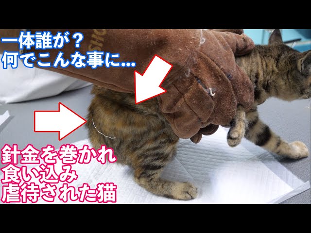 【保護猫】針金を巻かれて虐待された猫を保護治療しました