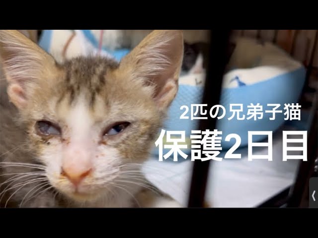 [沖縄保護子猫]目が塞がっていた兄弟子猫保護2日目、前編。猫風邪、細菌感染、結膜炎、角膜潰瘍で失明の危機、だったけど見えてきた気がする！