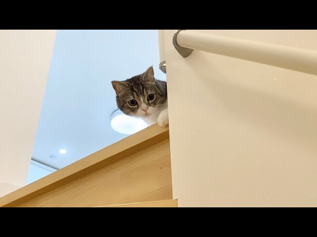 初めての階段が怖くて降りれない猫がかわいすぎた…笑