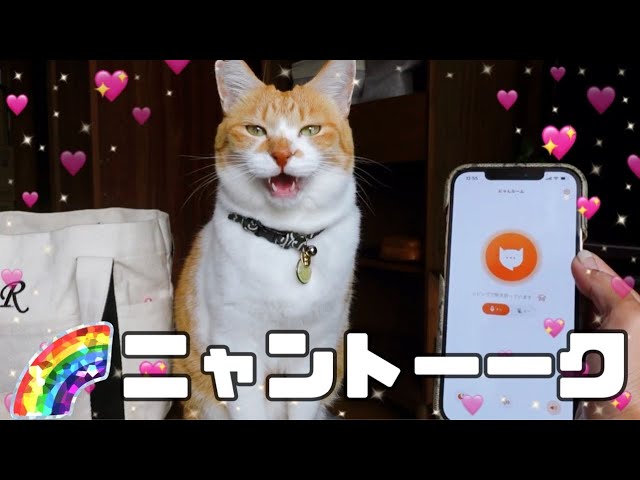【にゃんトーーク】無口な猫に猫翻訳アプリ使ってみた