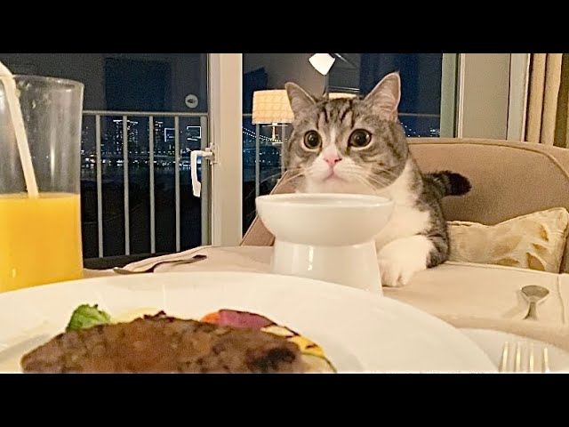 猫と一緒にホテルのディナーを食べたら幸せすぎました…