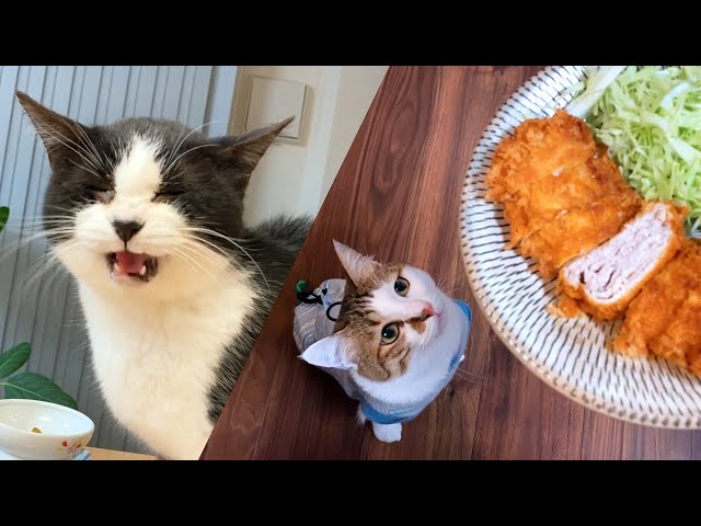 お肉を重ねたら猫たちが幸せになりました【10月のウマウマデー | ミルフィーユかつ】