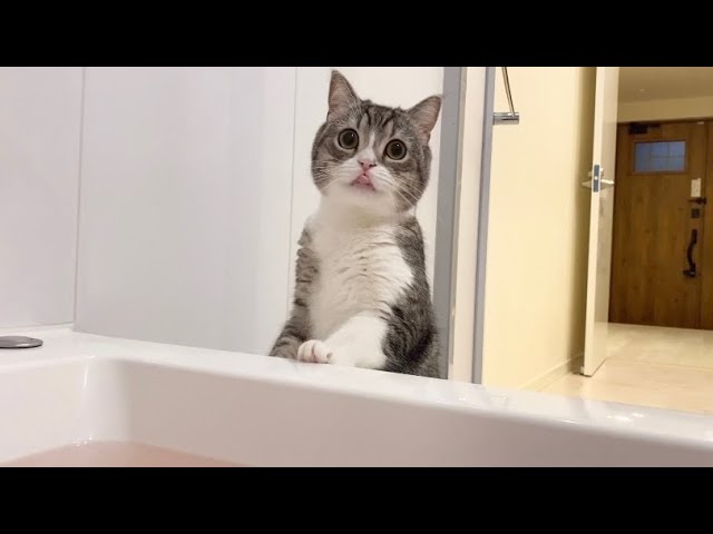 一人が寂しくてお風呂の中までついてきちゃう猫がかわいすぎた笑