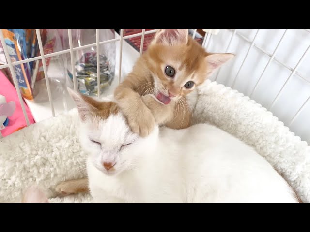 お姉さん猫にグルーミングしてあげる子猫【おこめ3兄妹#30】Kitten grooming her big sister cat.
