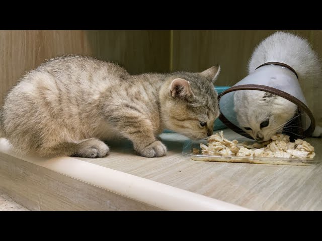 医院里面住着两只小奶猫，懂得讨人欢心，每次都能讨得大量美食