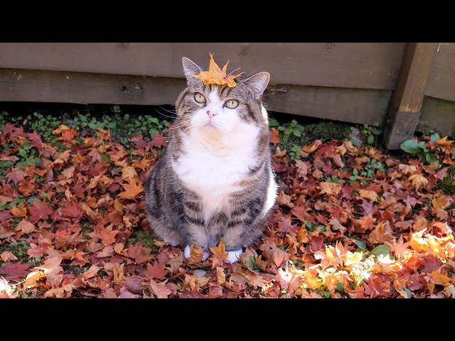 落ちてくる葉っぱとねこ。-Falling autumn leaves and cats.-