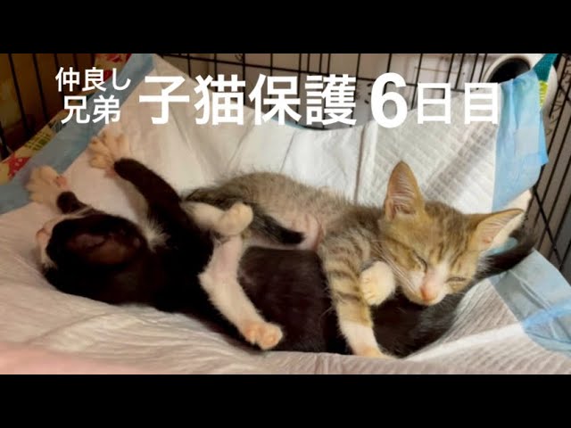[沖縄保護猫]兄弟子猫保護6日目。