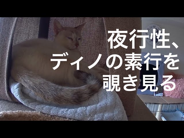 [沖縄保護猫]#23 ぼろぼろガリガリだった元野良猫、夜行性ディノの素行を見守りカメラで覗き見る。