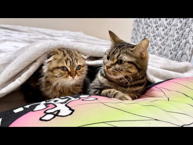 先住猫と新入り子猫が初めてベッドで一緒に寝るとこうなりますw