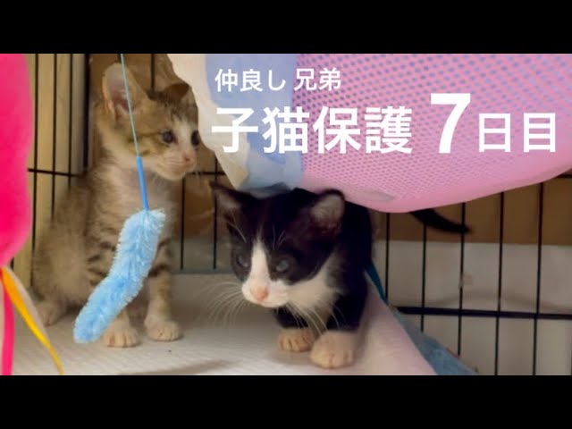 [沖縄保護猫]兄弟子猫保護7日目。