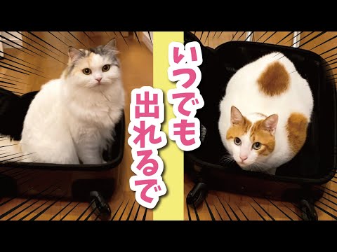 旅行について来たすぎてスーツケースでスタンバイする猫が可愛すぎた【おしゃべりする猫】