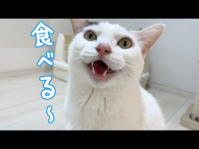 おやつが食べたくて日本語をたくさん喋る猫チロさん
