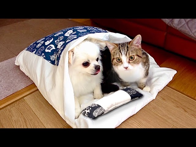 【寒い日は一緒にぬくぬく❤️】犬と猫が同じ布団で寝るようになるまでが可愛い😴💤