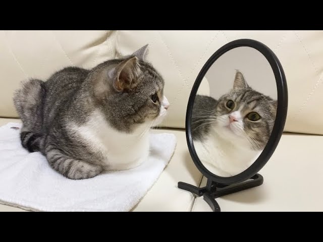 寝てる猫の隣に鏡を置いてみたらこうなりましたwww