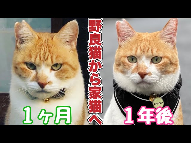 【野良猫から家猫へ】１年間の記録〜完結編〜
